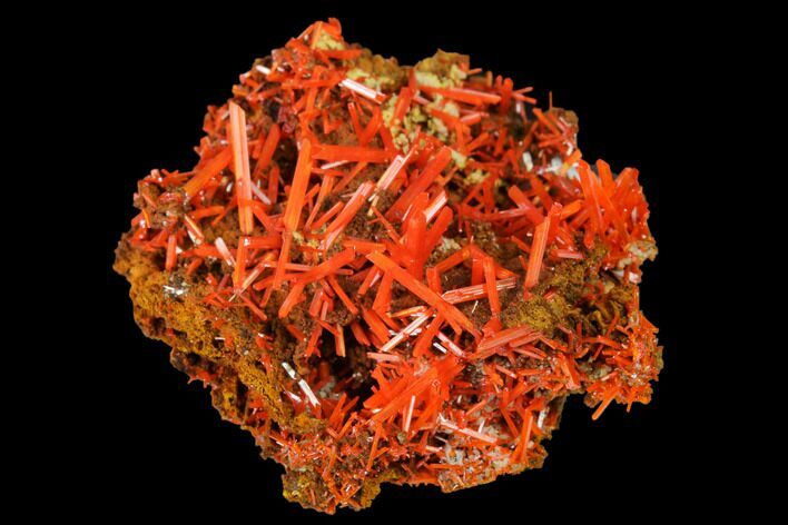 Bright Orange Crocoite Crystal Cluster - Tasmania #171641